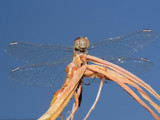 Spread your wings by Paul_Gerritsen, Photography->Butterflies gallery