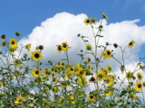 Clouds &amp; Sunflowers by kidder, photography->flowers gallery