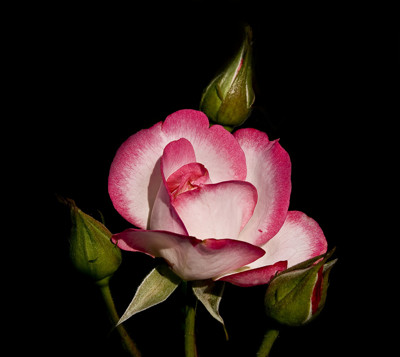 Click here to view at full resolution.