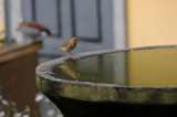 Thirsty sparrow by Blackhare, photography->animals gallery