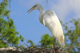 Portrait of a Great Egret by Vivianne, Photography->Birds gallery