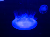 Blue Jellyfish by Pistos, photography->animals gallery