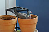In The Pot (4) by Ramad, photography->birds gallery