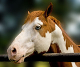Blue Eyes #2 by PatAndre, Photography->Animals gallery