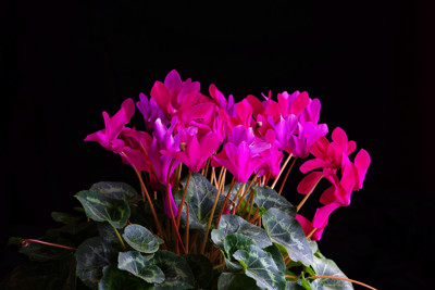 Click here to view at full resolution.