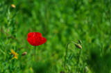 Sumer Is Icumen In - Again! by braces, Photography->Flowers gallery