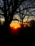 tree sun and branches by gaeljet2, Photography->Sunset/Rise gallery