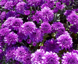 Purple Surprise by trixxie17, photography->flowers gallery