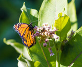 Monarch on Milkweed by Pistos, photography->butterflies gallery