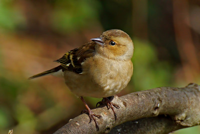 Click here to view at full resolution.