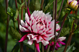 Dahlia Surrounded by Ramad, photography->flowers gallery