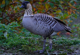 A Nene in Autumn by gonedigital, Photography->Birds gallery