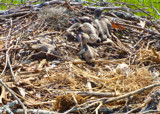 Osprey Chicks by Mvillian, Photography->Birds gallery