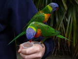 Rainbow  Lorikeets by gonedigital, Photography->Birds gallery