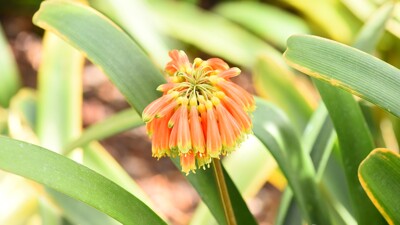 Click here to view at full resolution.