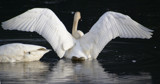 Swan Wings by PamParson, Photography->Birds gallery