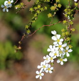 Simplicity by Pistos, photography->flowers gallery
