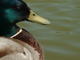 Mallard by heuers, photography->birds gallery