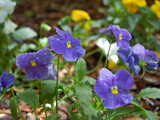 Field of Pansies by Gary1592, Photography->Flowers gallery