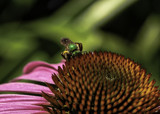 Agapostemon by luckyshot, photography->insects/spiders gallery