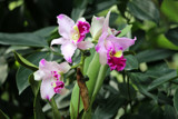 Singapore Orchids (11) by Pistos, photography->flowers gallery