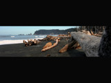 Beached Logs by TrailGypsy, Photography->Shorelines gallery