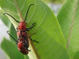 Piggyback by Hottrockin, Photography->Insects/Spiders gallery