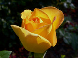 Yellow rose by ted3020, Photography->Flowers gallery