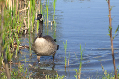 Click here to view at full resolution.
