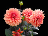 Dahlias &amp; Buds by Ramad, photography->flowers gallery