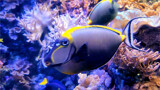 Blonde Naso Tang by Texan1968, photography->underwater gallery