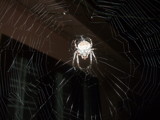 Web master at night. by sahadk, Photography->Insects/Spiders gallery