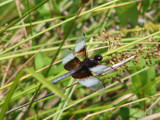 Dragonfly by lilkittees, photography->insects/spiders gallery