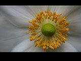 fair blossom by monkeypuzzle, photography->flowers gallery