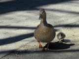 Mum and Baby by Ramad, photography->birds gallery