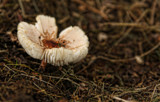 Front Edge Focus by Jimbobedsel, photography->mushrooms gallery