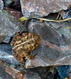 Mr. Toad  by tigger3, computer-> a.i. gallery