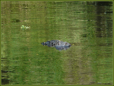 Click here to view at full resolution.