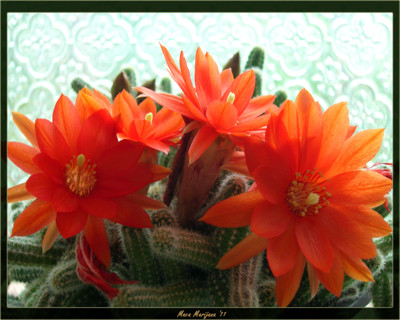 Click here to view at full resolution.
