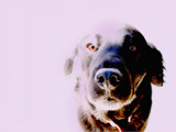 Doggie by Danita, Photography->Manipulation gallery