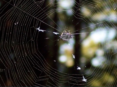 Click here to view at full resolution.