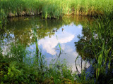 wild pond by damiz74, Photography->Nature gallery