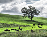 Partly Cloudy! by Starglow, photography->landscape gallery