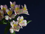 Lilies of Peru by jerseygurl, photography->flowers gallery