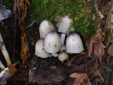 Mycenae in a Mossy Niche by jamesbenoit, Photography->Mushrooms gallery