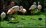 Flamingo Family by kanapon, Photography->Birds gallery