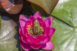 Kermit&#65533;s Throne by rahto, photography->reptiles/amphibians gallery