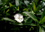 Baby Dianthus by trixxie17, photography->flowers gallery