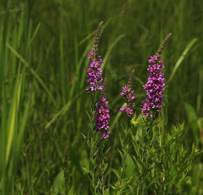 Click here to view at full resolution.