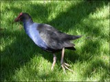 Pukeko by LynEve, photography->birds gallery